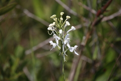 Platanthera blephariglottis conspicua