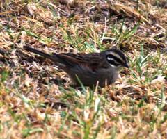Emberiza capensis capensis