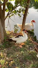 Cairina moschata domestica