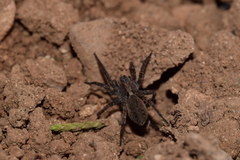 Alopecosa albofasciata
