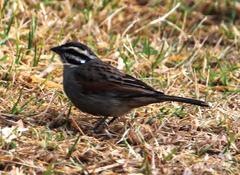 Emberiza capensis capensis