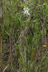 Platanthera blephariglottis conspicua