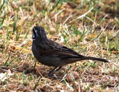 Emberiza capensis capensis