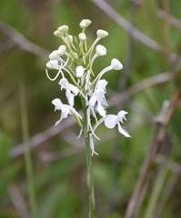Platanthera blephariglottis conspicua