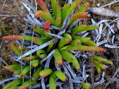 Carpobrotus muirii