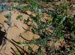 Dischisma ciliatum erinoides