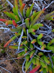 Carpobrotus muirii