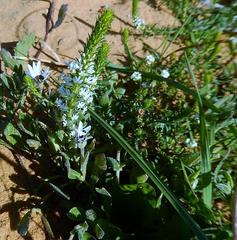 Dischisma ciliatum erinoides
