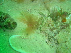 Thyone aurea