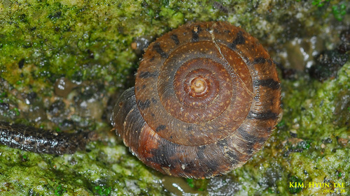 Aegista chosenica