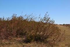 Leucadendron corymbosum