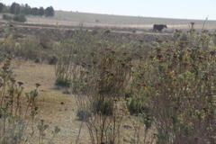 Leucadendron corymbosum