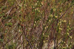 Leucadendron corymbosum