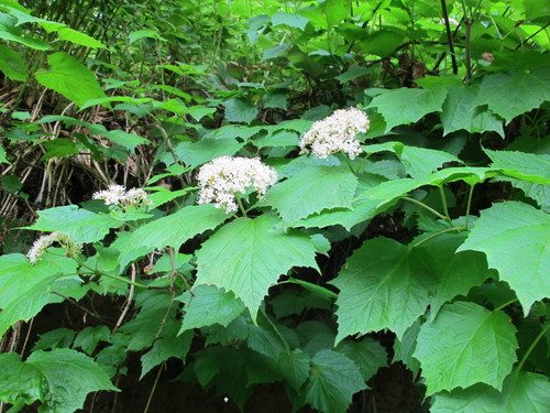Viburnum orientale, photograph 4