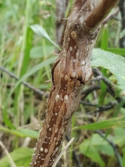 Agrilus cuprescens