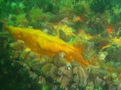 Pentacta doliolum