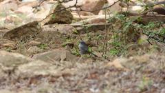 Curruca subcoerulea subcoerulea