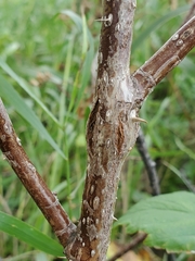 Agrilus cuprescens