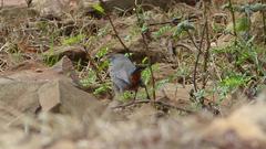 Curruca subcoerulea subcoerulea