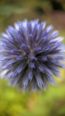 Echinops ritro