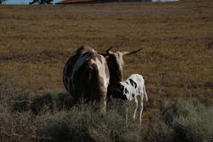 Bos indicus × taurus