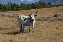 Bos indicus × taurus