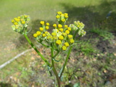 Senecio aronicoides