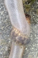 Leptosynapta