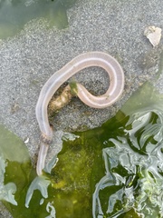 Leptosynapta