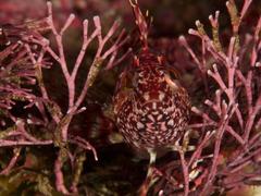 Clinus superciliosus