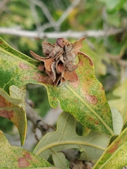 Andricus foliaformis