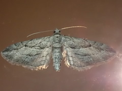 Eupithecia phoeniceata
