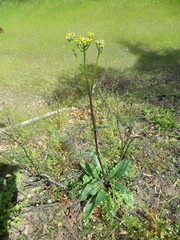Senecio aronicoides