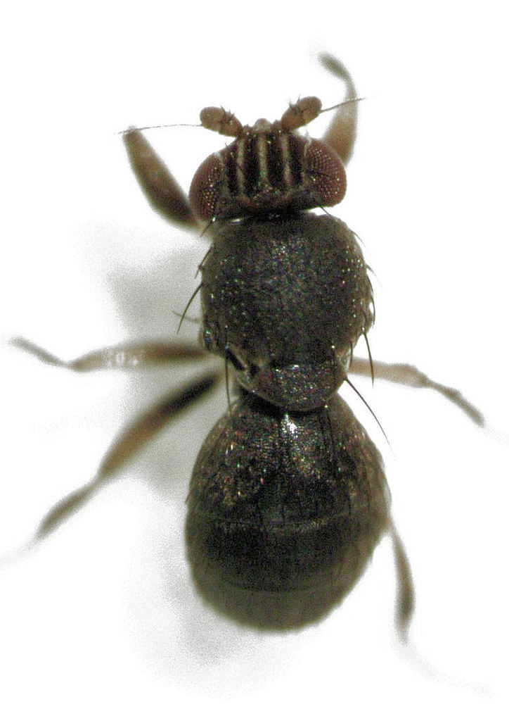 Howickia nigriventer