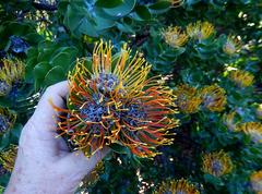 Leucospermum praecox