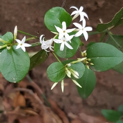 Carissa bispinosa
