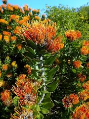 Leucospermum praecox