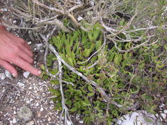 Acrodon purpureostylus