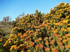 Leucospermum praecox