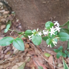 Carissa bispinosa