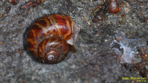 Cyclophorus herklotsi