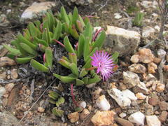 Acrodon purpureostylus