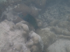 Thalassoma hebraicum