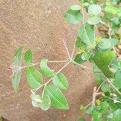 Carissa bispinosa