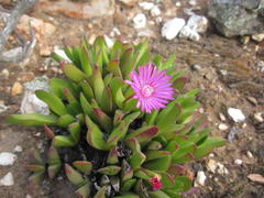 Acrodon purpureostylus