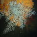 Astrocladus euryale - Photo 由 Peter Southwood 所上傳的 (c) Peter Southwood，保留部份權利CC BY-SA