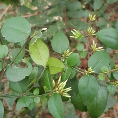 Carissa bispinosa