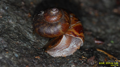 Cyclophorus herklotsi