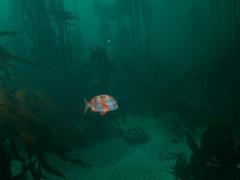 Chrysoblephus gibbiceps