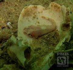 Apletodon pellegrini